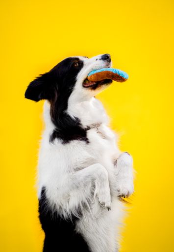 A vertical shot of a black and white dog playing with a toy in his snout on a yellow background