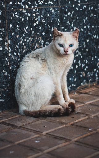 A vertical shot of a grumpy cat with beautiful blue eyes on the street
