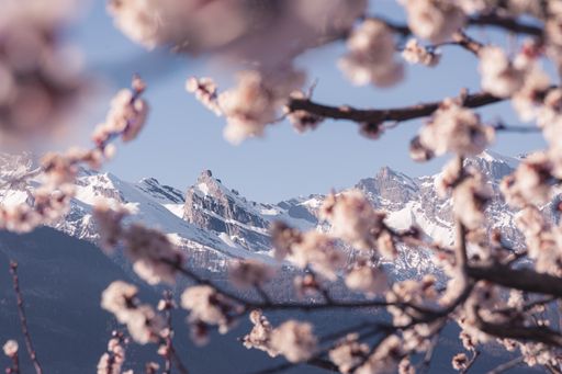 Snow-covered mountain range framed by apricot trees in bloom in the spring in Saillon, Valais, Switzerland