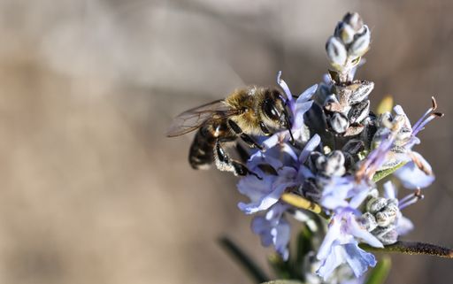 A closeup shot of a honeybee on the rosmarinus on the blurry background