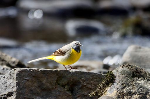 A Grey Wagtail on a rock