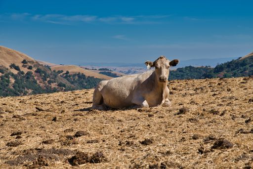 A white cow sitting on the hill with mountains on the background
