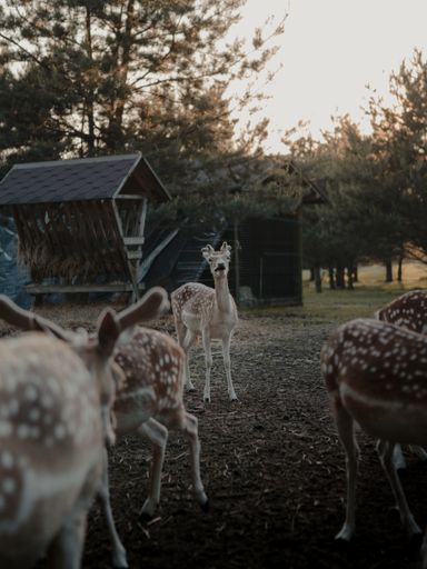 A selective focus shot of white-tailed deers in a farmland