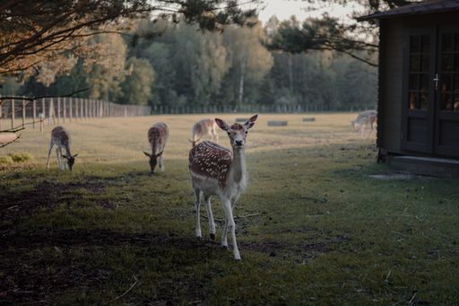 A selective focus shot of white-tailed deers in a farmland