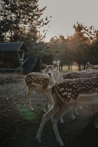 A selective focus shot of white-tailed deers in a farmland
