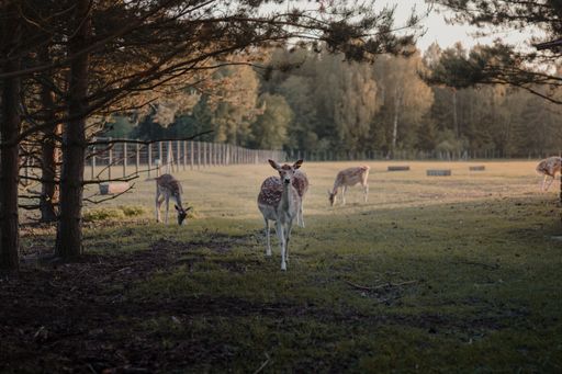 A selective focus shot of white-tailed deers in a farmland