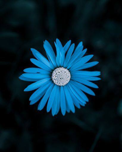 A closeup shot of a beautiful blue flower blooming in the garden with blurred dark background