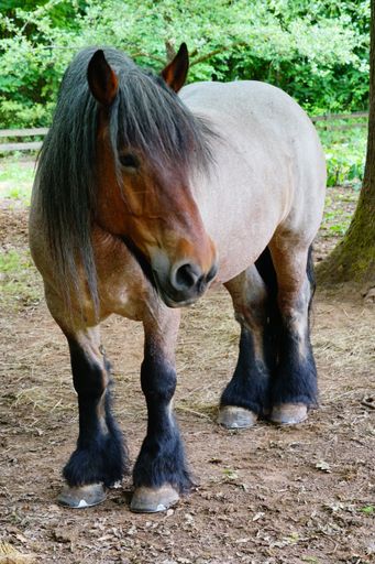 A vertical shot of a cold-blooded horse standing on a dirt ground at the farm