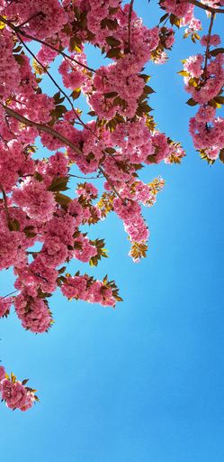 A beautiful low angle shot of a cherry blossom