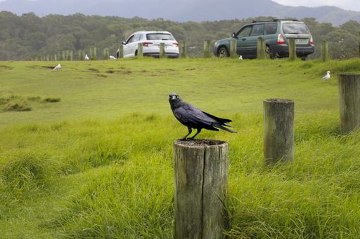 A crow sitting on tree stump
