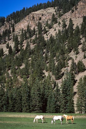 A vertical landscape of hill with horses grazing