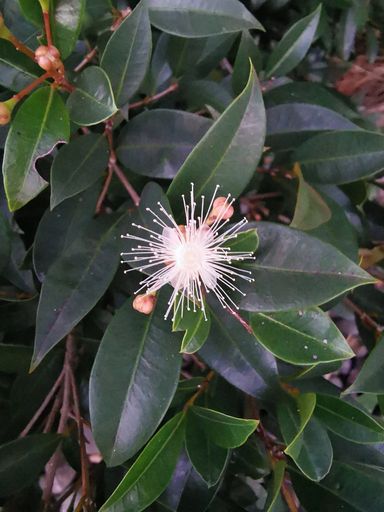 Brush Cherry Syzygium paniculatum white flower