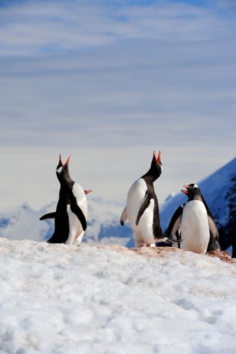 A view of the beautiful gentoo penguins in Antarctica