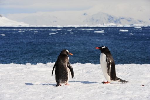 A Group of penguins in a snowy beach with a water and mountains background at Antarctica