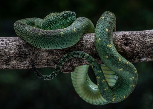 A closeup shot of a green viper snake isolated on a blurred background