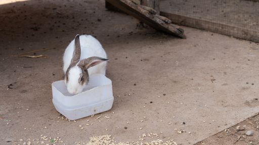 A closeup shot of blue-eyes white and brown domestic rabbit drinking from a plastic bowl in the farm during daytime