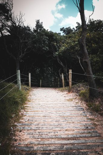 A vertical shot of a wooden path to the lush forest