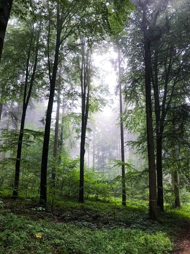 A vertical shot of an evergreen forest with tall trees on a foggy day