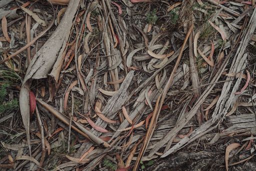 A closeup of tree branches and dry leaves on the ground