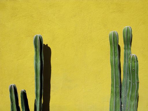 Two large tall dark green cactus plants against a yellow ochre painted wall in Mexico, with room for text / copy space.