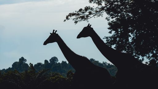 A closeup of Silhouettes of two giraffes at the Singapore Zoo