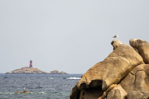 A seagull on a rock by the sea and a lighthouse at the distance in La Maddalena Archipelago, Sardinia