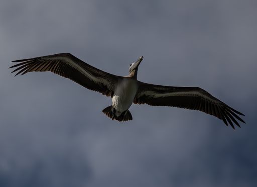 A Low angle shot of a Peruvian pelican bird flying in the cloudy sky on a sunny day