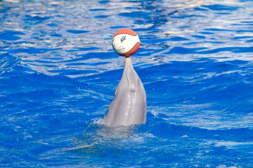 A dolphin playing in an aquatic park in Madrid, Spain