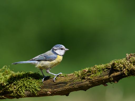 A selective focus shot of a Great Tit bird sitting on a branch covered with green moss