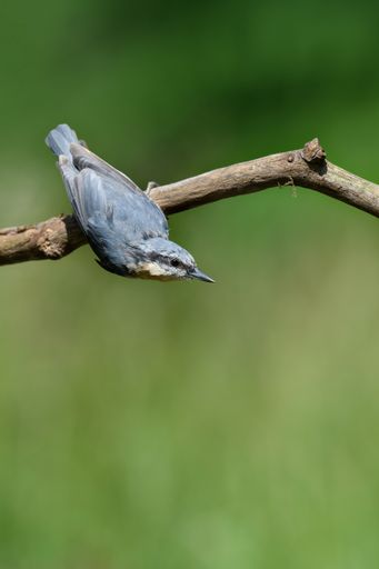 A closeup of a nuthatch bird hanging upside down from a branch  in a garden on a sunny day