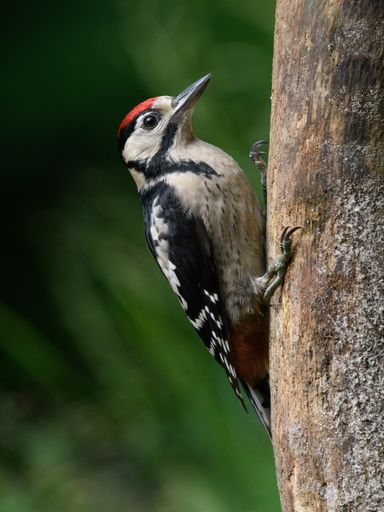 A vertical shot of a beautiful, colorful woodpecker on a tree trunk
