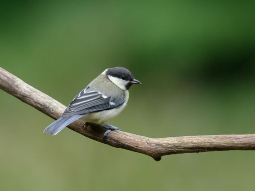 A vertical selective focus shot of a Great Tit bird sitting on a branch of a tree