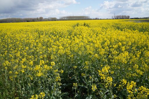 A closeup of a field with vibrant yellow flowers