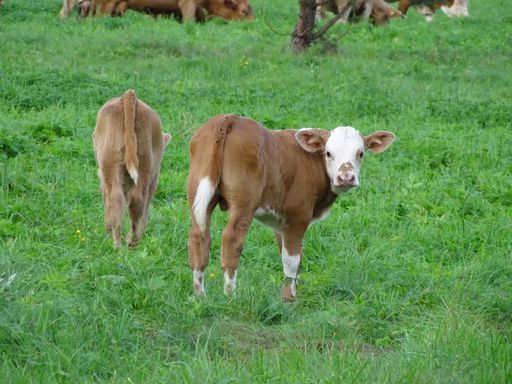 A natural view of two calves grazing on a green field in Latvia