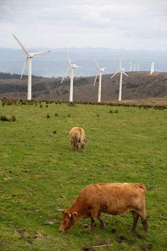 a vertical shot cows against of wind generators in field