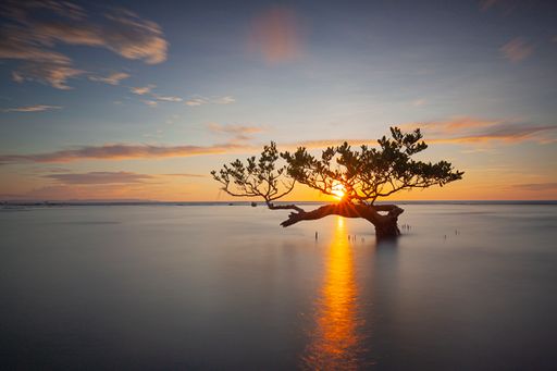 A beautiful shot of the silhouette of a tree in water during the sunset