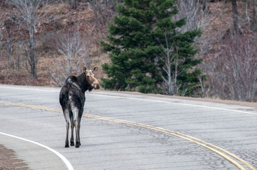 Moose heading away from those trying to photograph her.