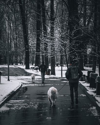 A vertical shot of two males walking in the park with their dogs during winter
