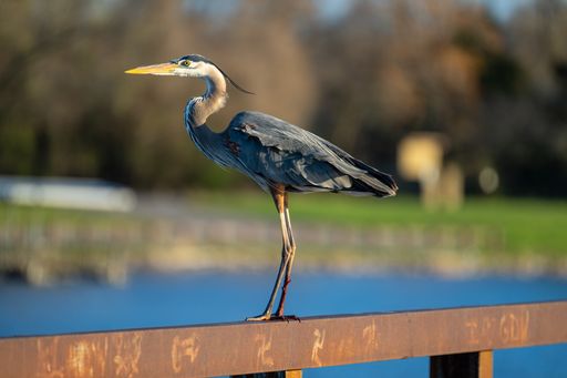 A closeup shot of a great blue heron bird standing on metal fence with blurred background