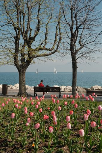 A vertical shot of tulips in a park against the background of Lake Garda. Desenzano del Garda, Italy.
