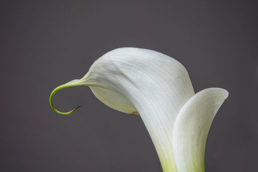 The close-up shot of a white Calla Lily flower isolated on the gray background