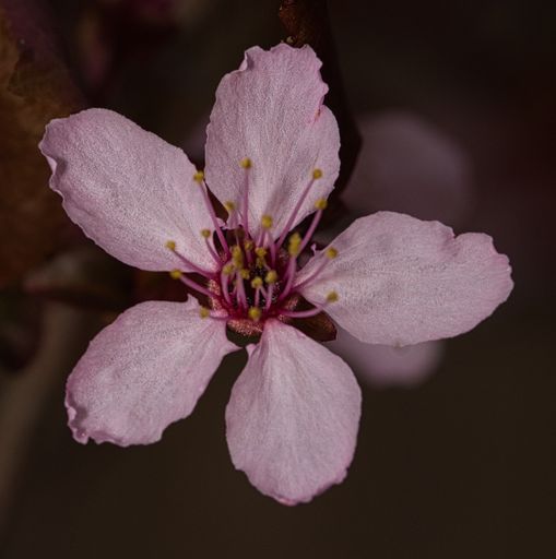 A closeup shot of a blooming pink sakura flower on a dark background