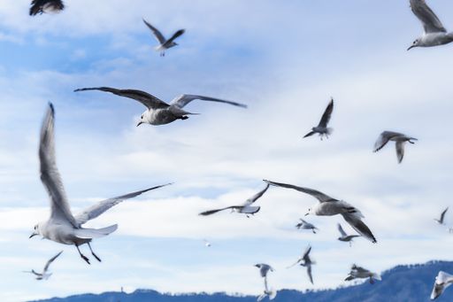 A selective focus shot of the birds flying against a cloudy sky