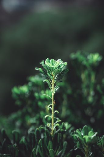 A vertical macro nature shot of plants in the sunlight