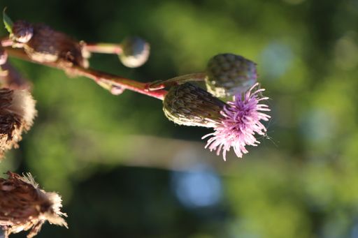 A vertical close-up shot of creeping thistle in a blurry background.