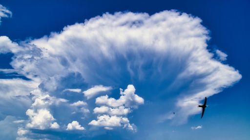 A low angle shot of a bird flying with a blue cloudy sky in the background at daytime