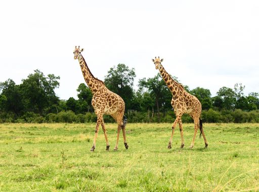 A beautiful shot of two giraffes in the fields