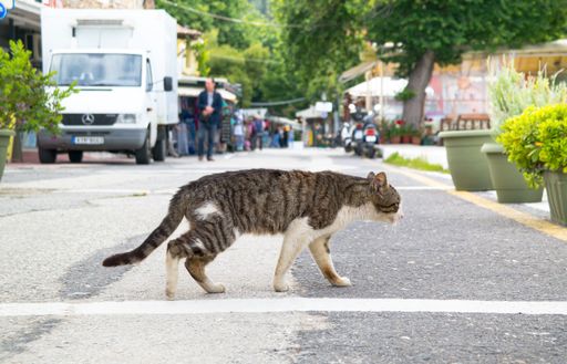 Portrait of  cat walking on the street in Greek.