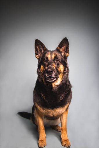 A vertical shot of a German Shepherd isolated on white background