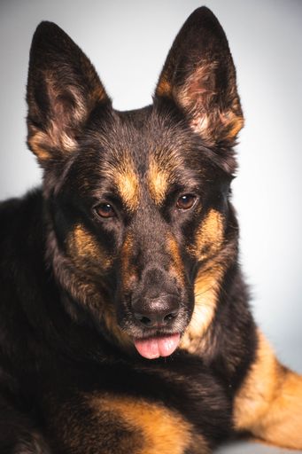 A vertical shot of a German Shepherd isolated on white background